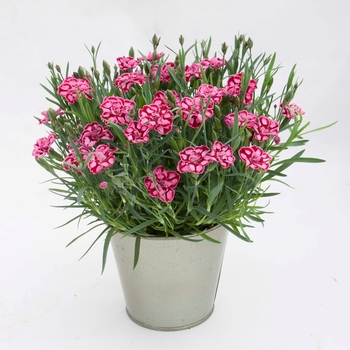 Dianthus Everlast™ 'Red+Pink' (119246)