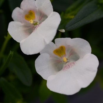 Diascia barberae Juliet™ 'White' (119248)