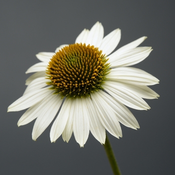 Echinacea Sombrero® 'Blanco' (119253)