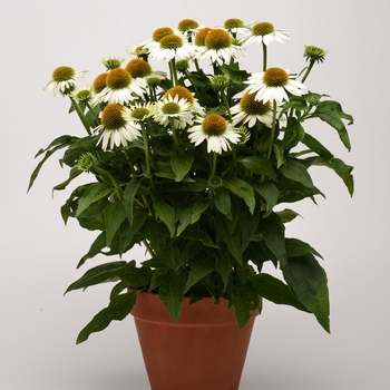 Echinacea Sombrero® 'Blanco' (119254)