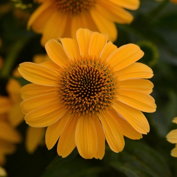 Echinacea Sombrero® 'Granada Gold' (119256)