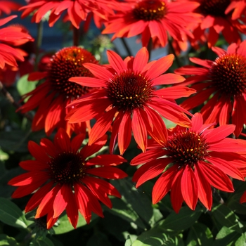 Echinacea Sombrero® 'Sangrita' (119259)