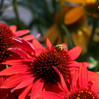 Echinacea Sombrero® 'Sangrita' (119260)