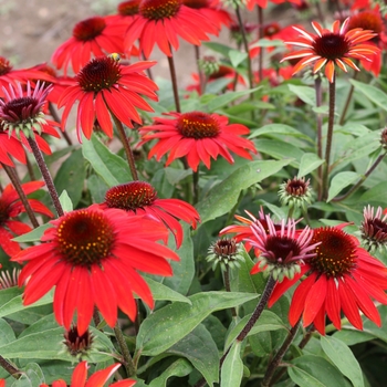 Echinacea Sombrero® 'Sangrita' (119261)