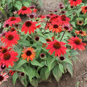 Echinacea Sombrero® 'Sangrita' (119262)