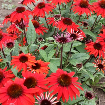 Echinacea Sombrero® 'Sangrita' (119263)