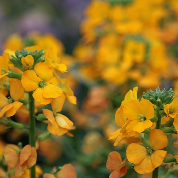 Erysimum linifolium Cheers™ 'Florange' (119267)