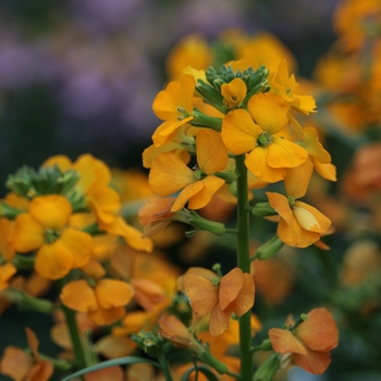 Erysimum linifolium Cheers™ 'Florange' (119268)