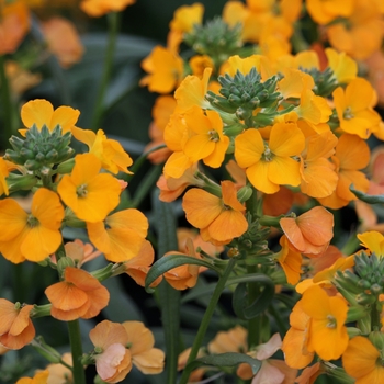 Erysimum linifolium Cheers™ 'Florange' (119269)