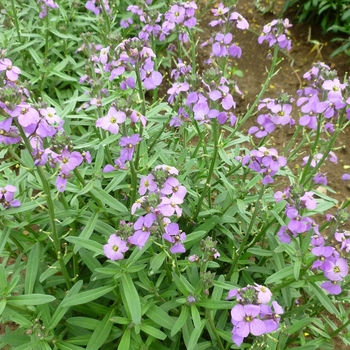 Erysimum linifolium Cheers™ 'Mighty Mauve' (119330)