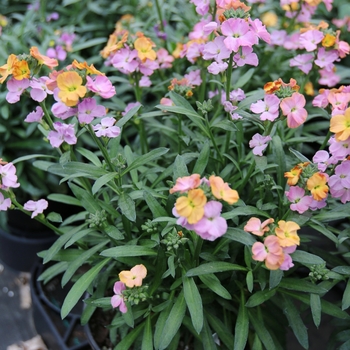 Erysimum linifolium Cheers™ 'Sun-kissed Amethyst' (119332)