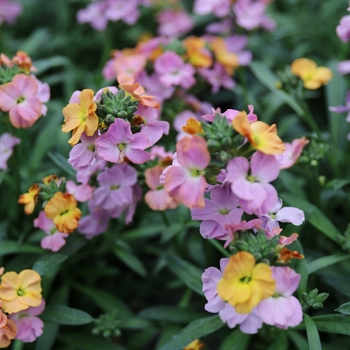 Erysimum linifolium Cheers™ 'Sun-kissed Amethyst' (119333)