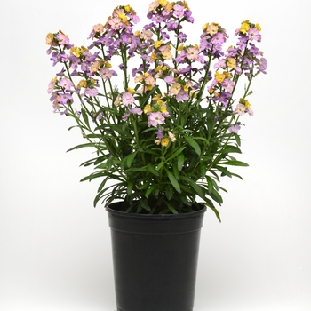 Erysimum linifolium Cheers™ 'Sun-kissed Amethyst' (119335)