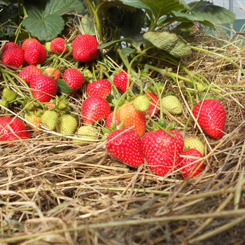 Fragaria x ananassa 'Sweet Kiss™' (119343)