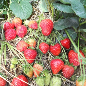 Fragaria x ananassa 'Sweet Kiss™' (119345)