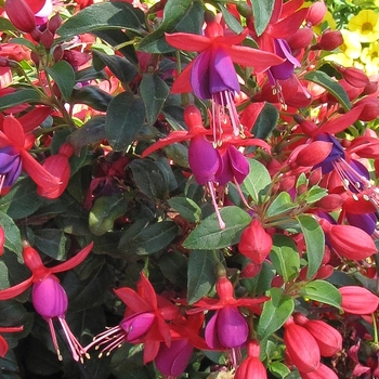 Fuchsia Bellinto™ Red+Blue '' (119350)