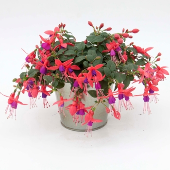 Fuchsia Bellinto™ Red+Blue '' (119352)