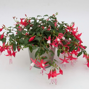 Fuchsia Bellinto™ 'Compact Red+White' (119353)