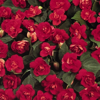 Impatiens walleriana Fiesta™ 'Salsa Red' (119357)