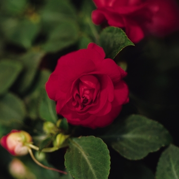 Impatiens walleriana Fiesta™ 'Salsa Red' (119358)