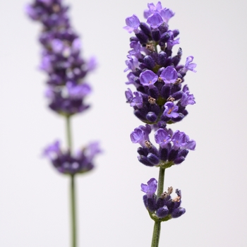 Lavandula angustifolia Sweet Dreams 'Blue' (119369)