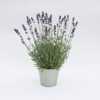 Lavandula angustifolia Sweet Dreams 'Blue' (119370)