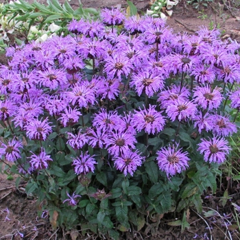 Monarda didyma Sugar Buzz® 'Blue Moon' (119387)