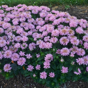 Monarda didyma Sugar Buzz® 'Pink Frosting' (119391)