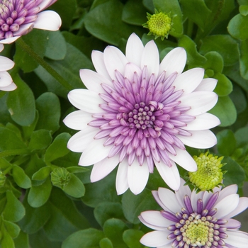 Osteospermum 4D™ 'Violet Ice' (119408)