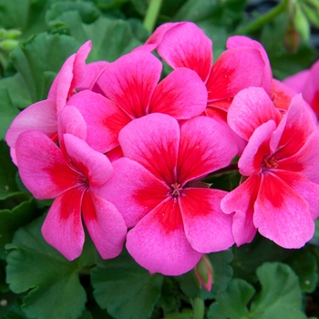 Pelargonium x hortorum Sunrise™ 'Pink+Big Eye' (119413)