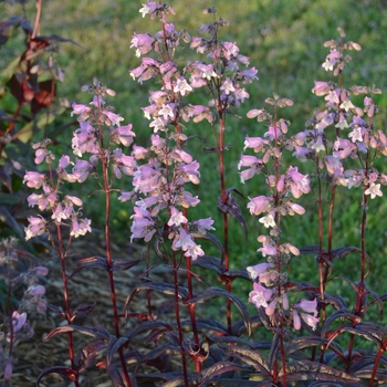 Penstemon digitalis 'Blackbeard' (119417)