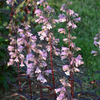 Penstemon digitalis 'Blackbeard' (119418)