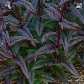 Penstemon digitalis 'Blackbeard' (119419)