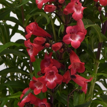 Penstemon 'Cherry Sparks' (119422)