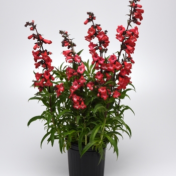 Penstemon 'Cherry Sparks' (119423)