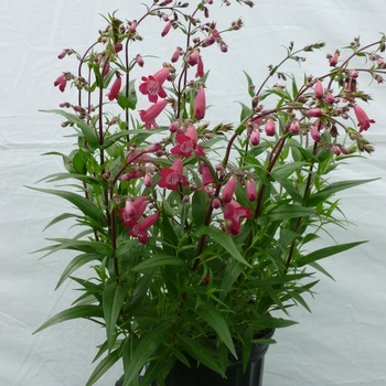 Penstemon MissionBells™ 'Deep Rose' (119424)