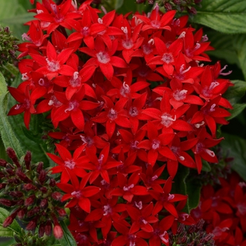 Pentas lanceolata Lucky Star™ 'Dark Red' (119432)