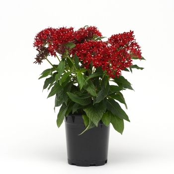 Pentas lanceolata Lucky Star™ 'Dark Red' (119434)