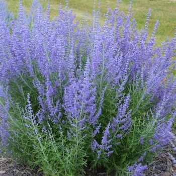 Perovskia atriplicifolia 'Blue Jean Baby' (119436)