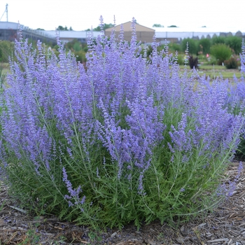 Perovskia atriplicifolia 'Blue Jean Baby' (119437)