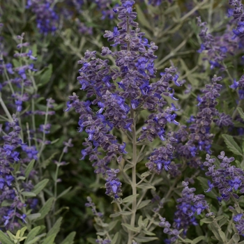 Perovskia atriplicifolia 'Blue Steel' (119439)