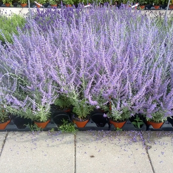 Perovskia atriplicifolia 'Blue Steel' (119441)