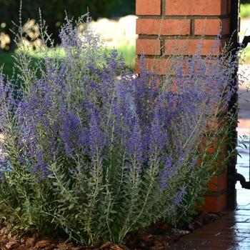 Perovskia atriplicifolia 'Blue Steel' (119442)