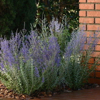 Perovskia atriplicifolia 'Blue Steel' (119443)