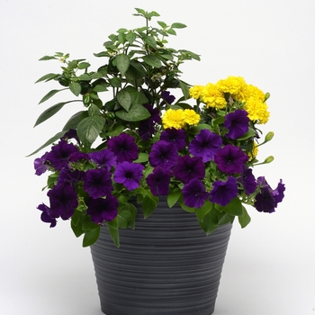 Petunia 'Combo Blue' (119454)