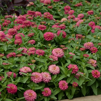 Zinnia marylandica Double Zahara™ 'Salmon Rose' (119479)