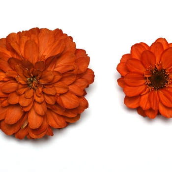 Zinnia marylandica Double Zahara™ 'Fire Improved' (119482)