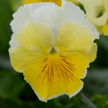 Viola x wittrockiana Frizzle Sizzle 'Lemonade' (119487)