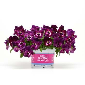 Viola x wittrockiana Cool Wave® '' (119495)