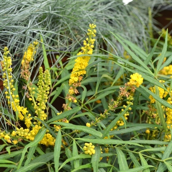 Mahonia eurybracteata 'Soft Caress' (119541)